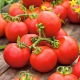 Pomidor Promyk - gruntowy