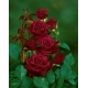Róża wielkokwiatowa bordowa - sadzonka