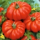 Pomidor Costoluto fiorentino - gruntowy, mocno żebrowany