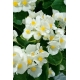 Begonia Barbara - stale kwitnąca, biała, odmiana zielonolistna