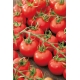 Pomidor Dafne F1 - szklarniowy, tunelowy