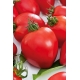 Pomidor Herodes - gruntowy, wysoki