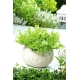 Mini ogród - Endywia na cięte listki - do uprawy na balkonach i tarasach