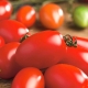 Pomidor Szejk (Šejk) - gruntowy, cylindryczny, o bardzo ścisłym miąższu