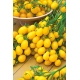 Pomidor Ildi - żółty czereśniowy, koktajlowy, nawet 150 owoców na jednej roślinie!