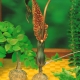 Arum Cornutum - Lilia Voodoo - oryginał w rozmiarze XL