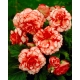 Begonia - Marmorata - czerwono-biała - 2 szt.