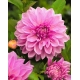 Dalia - Lavender Perfection - kwiaty XL