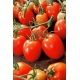 Pomidor Granit - gruntowy, karłowy, średniopóźny, twarde owoce