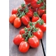 Pomidor Mieszko - gruntowy, karłowy, średniowczesny, plenny, polecany do uprawy towarowej