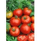 Pomidor Moneymaker - wysoki, gruntowy i pod osłony