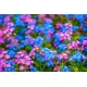 Niezapominajka alpejska różowa i niebieska - zestaw 2 odmian nasion