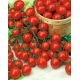 Pomidor Pokusa - wysoki czereśniowy