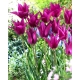 Tulipan Purple Dream - duża paczka! - 50 szt.