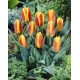 Tulipan niski czerwono-żółty - Greigii red-yellow - duża paczka! - 50 szt.