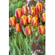Tulipan czerwono-żółty - Red-yellow - duża paczka! - 50 szt.