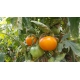 Pomidor Jantar - NANO-GRO - 30% większe zbiory