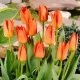 Tulipan Orange Brilliant - duża paczka! - 50 szt.