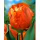 Tulipan Orange Favourite - duża paczka! - 50 szt.