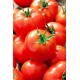 Pomidor Jawor - gruntowy, wczesny, smaczny i delikatny