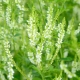 Nostrzyk biały - roślina miododajna - 100 gram