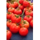 Pomidor Rumba Ożarowska - gruntowy, wcześnie dojrzewający - NASIONA OTOCZKOWANE