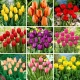 Zestaw L - 45 cebulek tulipanów, kolekcja 9 najpiękniejszych odmian