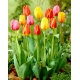 Trójkolorowy zestaw tulipanów - duża paczka - 45 szt.