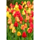 Zestaw tulipanów - czerwony, żółty i morelowy z żółtą obwódką - 45 szt.