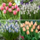 Zestaw S - 30 cebulek szafirków i tulipanów - kolekcja 4 najciekawszych odmian