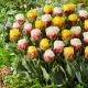 Radosna wiosna - 20 cebulek tulipanów - kompozycja 2 odmian