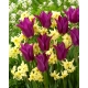 Barwy wiosny - 50 cebulek narcyzów i tulipanów - kompozycja 2 ciekawych odmian