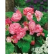 Begonia - Camellia - różowo-biała- duża paczka! - 20 szt.