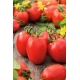 Pomidor Kmicic - najlepszy na przetwory - 10 gram