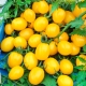 Pomidor Cytrynek Groniasty - drobny, żółty, nawet 75 pomidorków w jednym gronie!
