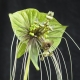 Kwiat nietoperz zielony - Tacca chantrieri Green Isle - duża paczka! - 10 szt.