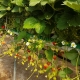 Truskawka Malling Allure - duże owoce wysokiej jakości - 500 sadzonek XL