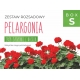 Zestaw rozsadowy 'Pelargonia' - zrób sadzonki z nasion - Box S