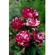 Róża wielkokwiatowa/rabatowa biała z bordowym nakrapianiem - sadzonka
