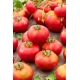 Pomidor Janko F1 - gruntowy i tunelowy