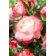 Róża wielkokwiatowa biała z czerwono-bordowym obrzeżeniem - sadzonka