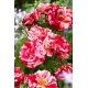 Róża rabatowa paskowana czerwono-biała - sadzonka