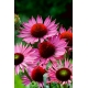 Jeżówka purpurowa o dużych kwiatach - Ruby Giant - GIGA paczka! - 50 szt.