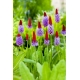 Pierwiosnek storczykowy - Primula vialii - sadzonka - GIGA paczka! - 50 szt.