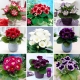 Gloksynia - zestaw 9 odmian kwiatów cebulowych