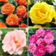 Róża parkowa - zestaw 4 najpopularniejszych odmian - 4 sadzonki