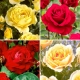Róża rabatowa - zestaw odmian w odcieniach czerwieni i żółtego - 4 sadzonki