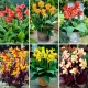 Sadzonki kanny - zestaw 6 odmian kwiatów
