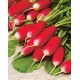 Rzodkiewka Bamba - wczesna, podłużna, czerwona z białym końcem, nasiona dla profesjonalistów