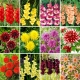 Sadzonki dalii i cebulki mieczyków - zestaw 12 odmian kwiatów